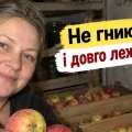 Як зберегти яблука свіжими до весни: 7 правил, щоб урожай не згнив у погребі